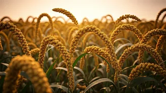 Millets Stay In India’s Food Spotlight For 2026