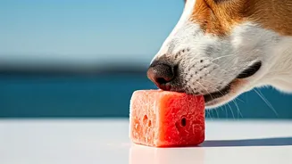 DIY Frozen Watermelon Treats Keep Stressed Pups High-Key Chill