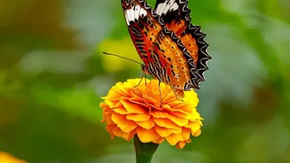 Butterfly-Friendly Gardening Is Becoming More Accessible As Indian Homes Experiment With Native Plants