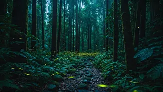 Fireflies Turn Ordinary Monsoon Nights Extraordinary