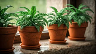 These Monsoon Plants Need Very Little Maintenance