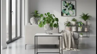 The Self-Watering Planter Boom Reflects India's Growing Indoor Gardening Trend