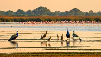 Top 10 Indian Wetlands: A Birder's Paradise You Must Visit!