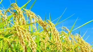 Rabi Crops And Rain: Why September Weather Matters For Indian Households