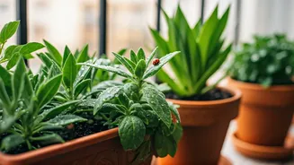 June Prep Saves Balconies From Green Chaos