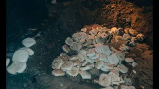 1,200kg adulterated paneer, 900kg contaminated khoya destroyed ahead of Holi