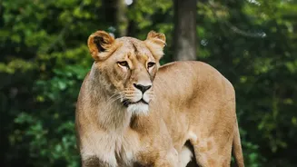 A New Look At Barda Lions: Gujarat Forest Officials Are Monitoring Barda's Lions