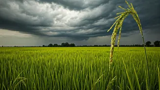 Understanding Kharif Before Peak Monsoon