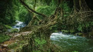 Living Root Bridge Trails Offer Budget Friendly Backpacking Routes Across Meghalaya