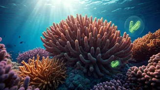 Unveiling the Hidden Microbial Universe: Coral Reefs' Secret Life and Future Potential