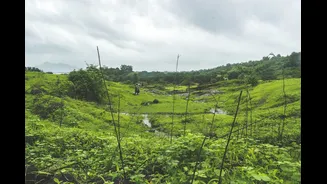 India Restores 9.8 Million Hectares of Degraded Land Amid Climate Challenges