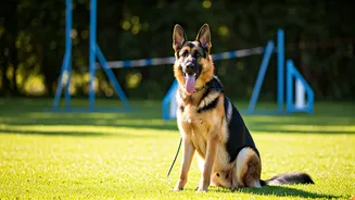 Unlocking the Secrets of German Shepherds: Training Made Easy