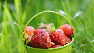 Direct Farm Sales Help Small Strawberry Growers Cut Out Middlemen