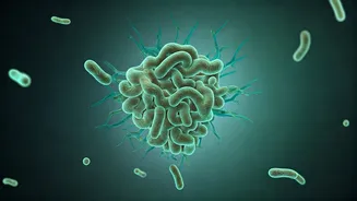 Hostel, Office, Travel: Gut Safety Matters Everywhere