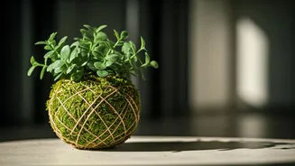 Why Urban Plant Lovers Are Obsessed With DIY Kokedama