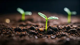 Rainy Soil Makes Seeds Feel Less Demanding
