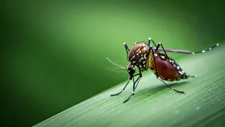 Dengue Risk Needs Simple Prevention Content Now