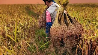 Checking Kharif Timing Can Help Indian Gardeners Avoid a Poor Decision after India's Three Growing Seasons