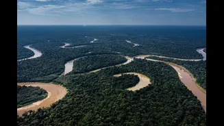 Farmácia viva: saiba como a Amazônia pode ajudar a tratar doenças