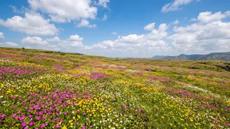 Post-Monsoon Road Trips Offer Breathtaking Scenic Views Across Satara And Kaas Plateau