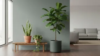 Decisions About Houseplant Shopping Should Include Room Humidity And Available Space