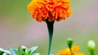 How Marigolds And Chrysanthemums Thrive In Autumn Weather Across Indian Apartment Balconies