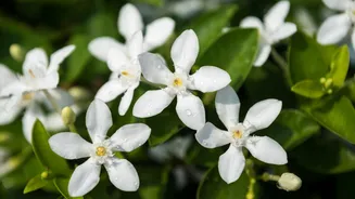 Jasmim do Imperador: saiba como cultivar a planta'mais perfumada do mundo'