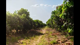 Haryana Minister Highlights AI's Role in Smart Farming at Mango Fair