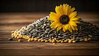 Karnataka Sunflower Seed Procurement Approved, Maharashtra Gram Purchase Window Extended