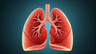 Kasus Nipah: Apa yang Perlu Diketahui?