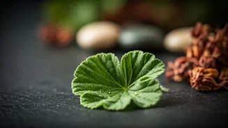 African Scented Geranium: Unveiling Nature's Wellness Secrets