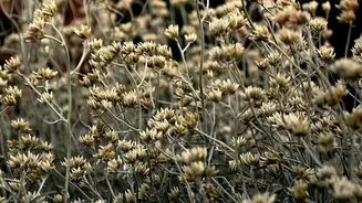 Quer aliviar a digestão? Veja como plantar macela no seu quintal