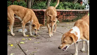 Stray Dog Row: States In 'ABC Soup' As Supreme Court Raps Them For 'Building Castles In The Air'