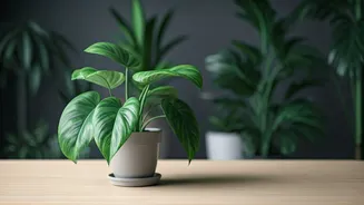Indoor Plants Need Less Love, More Observation