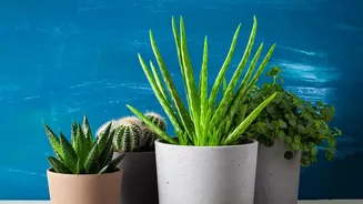 Houseplants And Air Quality Research Offers A More Balanced Picture