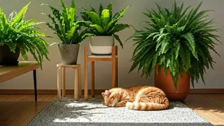 Ferns Bring Calm To Fur-Friendly Corners
