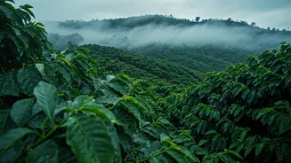 Fresh Rain Turns Coorg Into A Green Dream