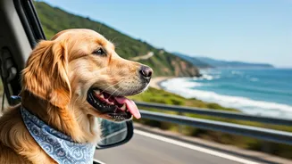Your Dog Might Choose Your Next Vacation