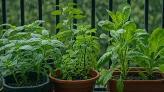 Beginner Gardeners Should Use The Monsoon Advantage