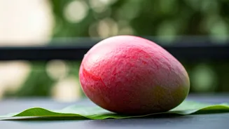 Grow Exquisite Miyazaki Mangoes at Home: A Terrace Gardening Success Story