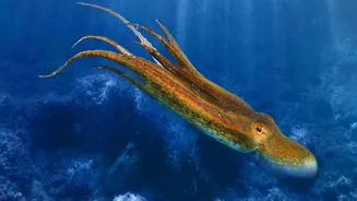 Marine Food-Web Effects Comes Into View Through The New Ocean Iron Study