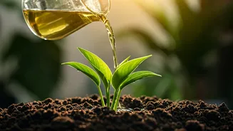 Leftover Green Tea Water Acts As Perfect Nutrient Boost