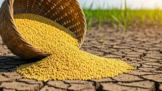 Climate-Smart Food Starts With Millets Again