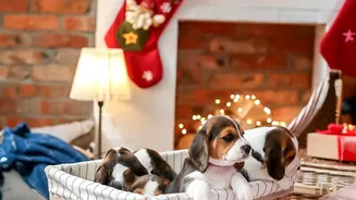 Review the File Before Holidays or Changes in Pet Care