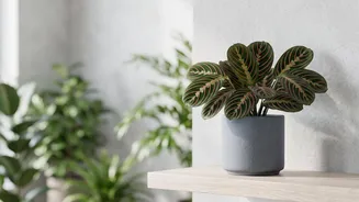 Rotating Indoor Plant Pots Should Be Done Gradually For Light-Sensitive Plants