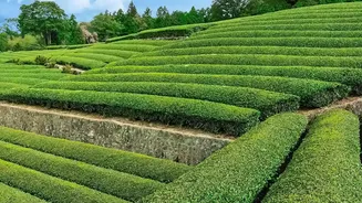 Japanese Tea Production Is Adapting To The World's Appetite For Matcha