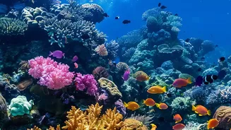 How Research On Heat Tolerant Corals Is Reshaping Modern Marine Reef Restoration Strategies