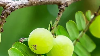 Indian Seasonal Fruit: What To Buy During The Rainy Season
