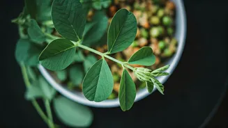 Methi Can Make Healthy Food Taste Better