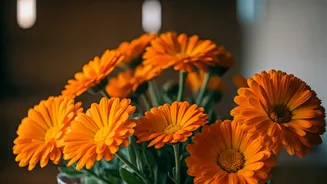 Why Delhi Home Owners Style Local Marigolds Today
